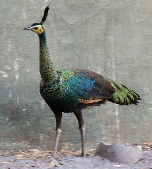Peacock