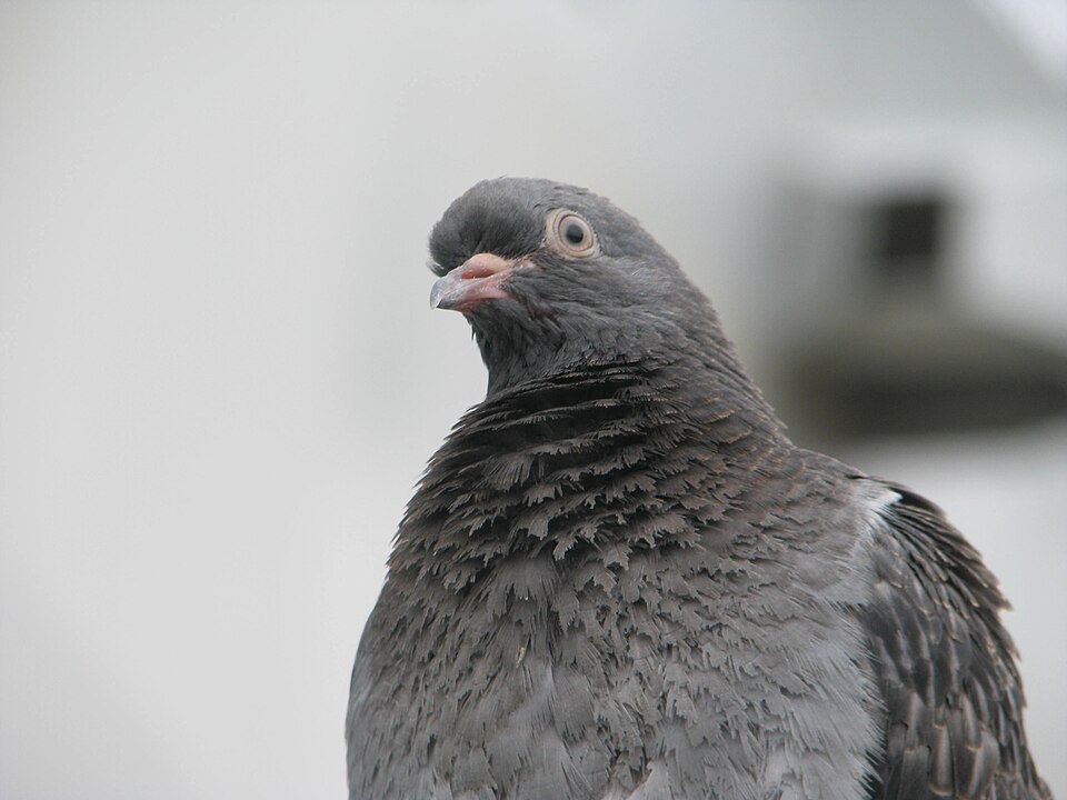 Pigeon